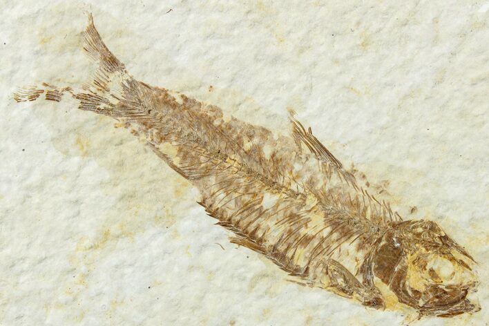 Detailed Fossil Fish (Knightia) - Wyoming #236573